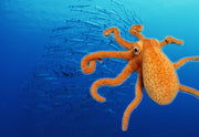 【Plush】Simulated Octopus Toy Plush Pillow