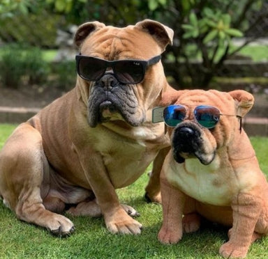 Custom a Pet Stuffed Animal from a Photo